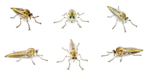 large robber fly or robberfly fresh from pupa eclosion teneral stage of metamorphosis, still with pale colors.  likely Proctacanthus species.  isolated on white background six views
