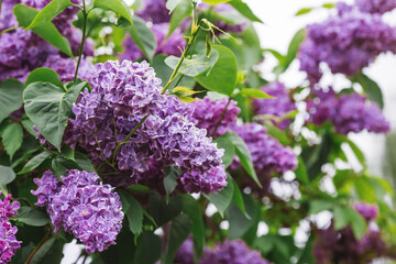 Fluffy, blooming lilac. Beautiful floral background. Large clusters of lilacs.
