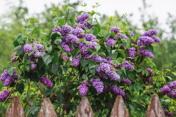 Obraz premium A rustic fence and a bush of bright purple lilac. Fluffy, blooming lilac. Beautiful floral background. Large clusters of lilac.