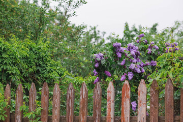 A rustic fence and a bush of bright purple lilac. Fluffy, blooming lilac. Beautiful floral background. Large clusters of lilac.