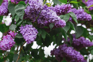 Fluffy, blooming lilac. Beautiful floral background. Large clusters of lilacs.
