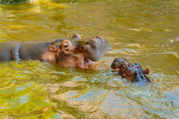 Hippos in the water. Zoo. Vinpearl Island near Nha Trang in Vietnam.