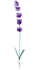 Lavender flower on an isolated white background, watercolor illustration, hand drawing