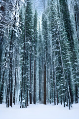 Fototapeta premium a cold winter, snow forest scene with very tall trees. (AI-generated fictional illustration) 