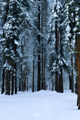 a cold winter, snow forest scene with very tall trees.  (AI-generated fictional illustration)
