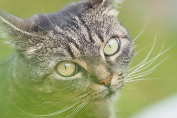 close-up view of a cat looking into the lens. Tabby cat with long whiskers