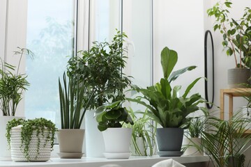 Many beautiful potted houseplants on windowsill indoors