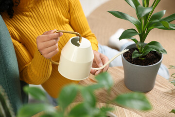 Closeup of woman watering beautiful potted houseplant at home