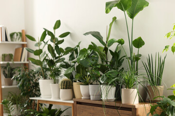 Many different potted houseplants near white wall indoors