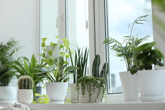 Many beautiful potted houseplants on windowsill indoors