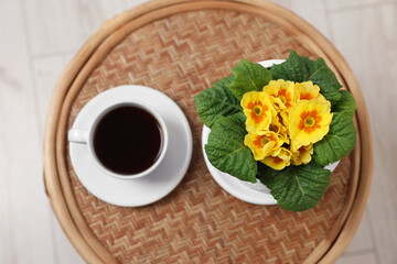 Beautiful primrose plant in flower pot and cup of coffee on wooden table, top view