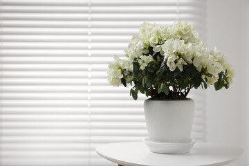 Beautiful azalea plant in flower pot on white table indoors. Space for text