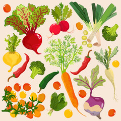 Summer vegetables and greenery on light background. Tomato, carrot, pepper, beetroot, broccoli, radish, rutabaga, turnip, spinach.
