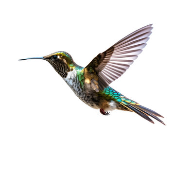 Beautiful kolibri hovering in the sky made with generative AI - transparant background - png