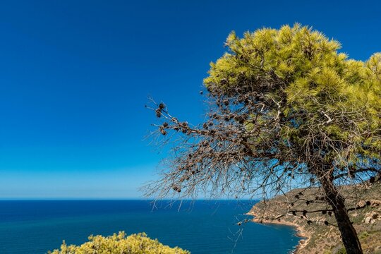 Green tree growing on a cliff with a sea and blue sky in the background in Korbous, Tunisia