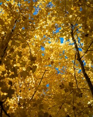 Low angle of bright autumn tree leaves
