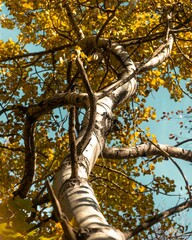 Fototapeta premium Low-angle shot of a tree with yellow leaves against a blue sky on a sunny day