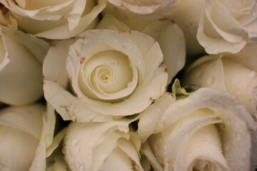 close up of a bunch of roses