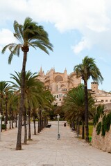 Fototapeta na wymiar Path surrounded by palms in Mallorca