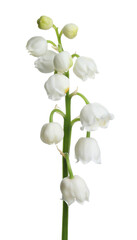Beautiful lily of the valley flower on white background