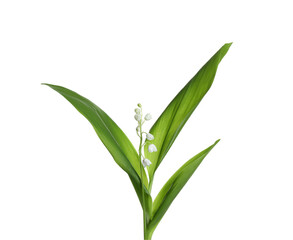 Beautiful lily of the valley flower with green leaves on white background