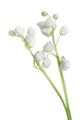 Beautiful lily of the valley flowers on white background