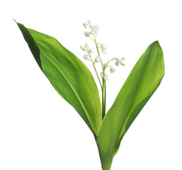 Beautiful lily of the valley flowers with green leaves on white background