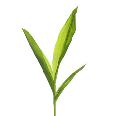 Beautiful lily of the valley leaves on white background