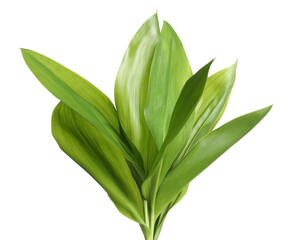 Beautiful lily of the valley leaves on white background