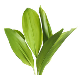 Beautiful lily of the valley leaves on white background