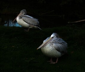 Closeup shot of two fluffed up pink-backed pelicans standing on the shore of a pond