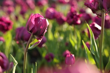 Beautiful colorful tulips growing in flower bed, closeup. Space for text