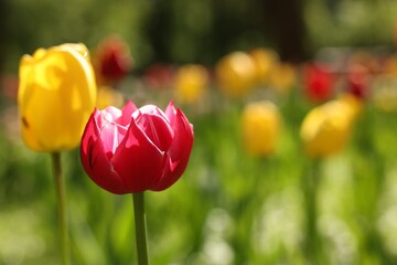 Beautiful bright tulips growing outdoors on sunny day, closeup. Space for text