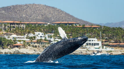 Famous and happy whale in a whale watching touristic tour © Rui