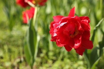 Beautiful red tulip growing outdoors on sunny day, closeup. Space for text