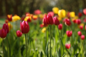 Beautiful bright tulips growing outdoors on sunny day