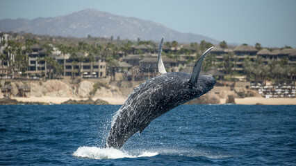 Fototapeta premium Famous and happy whale in a whale watching touristic tour