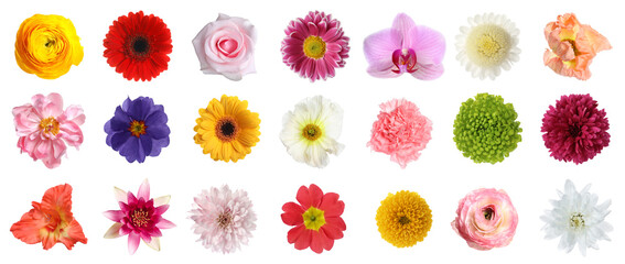 Set of different beautiful flowers on white background