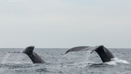 Famous and happy whales in a whale watching touristic tour
