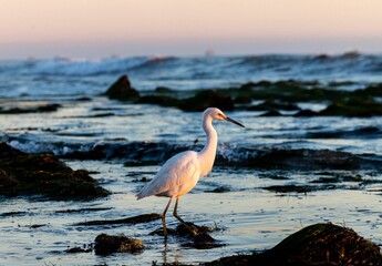 Great white heron on the beach of Pacific Ocean at sunset in Santa Barbara, California