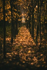 Vertical shot of a walking trail with yellow autumn leaves in a forest