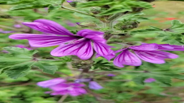 Pink wild flowers on the fild on the wind 