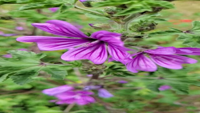 Pink wild flowers on the fild on the wind 