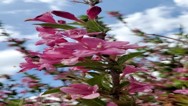 Pink wild flowers on the fild on the wind 