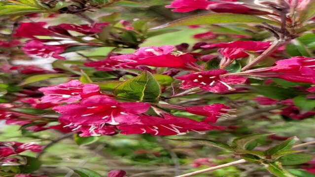 Pink wild flowers on the fild on the wind 