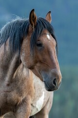 Fototapeta na wymiar A beautiful brown horse on a blurred nature background, vertical shot