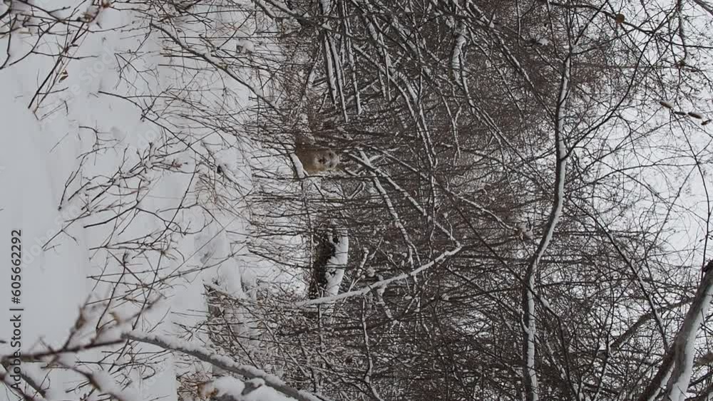 Poster Vertical back view of adorable Mule deer resting in white snowy winter forest