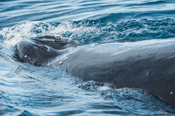 Obraz premium Famous and happy whales in a whale watching touristic tour