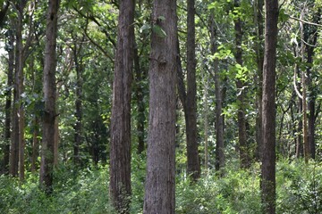 Tree trunks in the green forest.