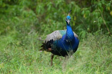 Closeup of graceful peafowl in its natural habitat